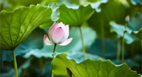 【三伏天養(yǎng)生】三伏天養(yǎng)生有六大禁忌，你知道嗎？記得分享給家人知道！