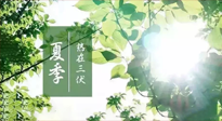【艾灸三伏天】今年三伏不一般，仙草小助理建議大家早作準(zhǔn)備哦！