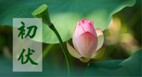 【三伏天】初伏將至，“蒸煮”模式開啟！想要健康，這四類食物別錯過！！